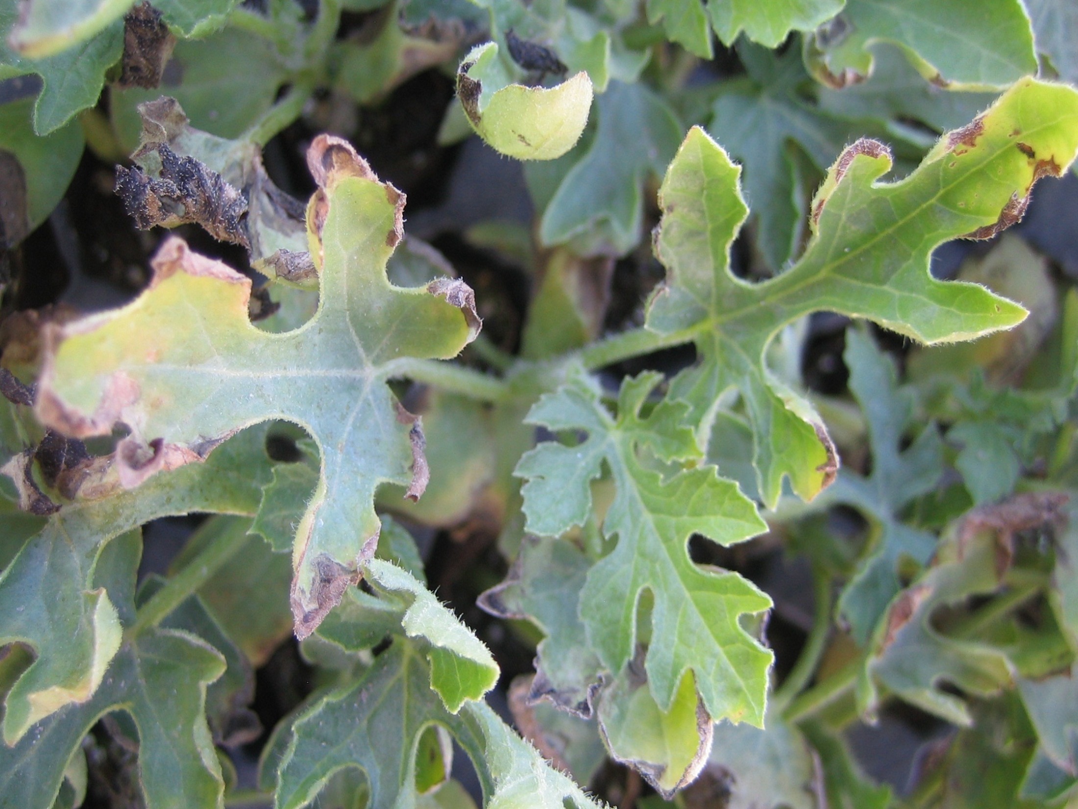 Watermelon Blight